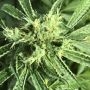 Moonlight Dreamz Regular Marijuana Strain by Pot Valley Seeds For Sale Online at Cannabis Seeds Outlet