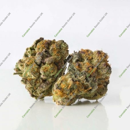 Neopolitan Regular Marijuana Strain by Pot Valley Seeds For Sale Online at Cannabis Seeds Outlet