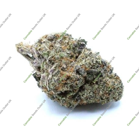 Strawberry Zee Regular Marijuana Strain by Pot Valley Seeds For Sale Online at Cannabis Seeds Outlet