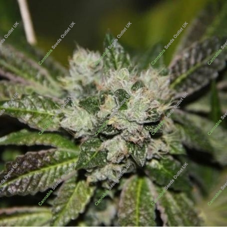Strawberry Star Fruitz Regular Marijuana Strain by Pot Valley Seeds For Sale Online at Cannabis Seeds Outlet