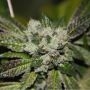 Strawberry Star Fruitz Regular Marijuana Strain by Pot Valley Seeds For Sale Online at Cannabis Seeds Outlet
