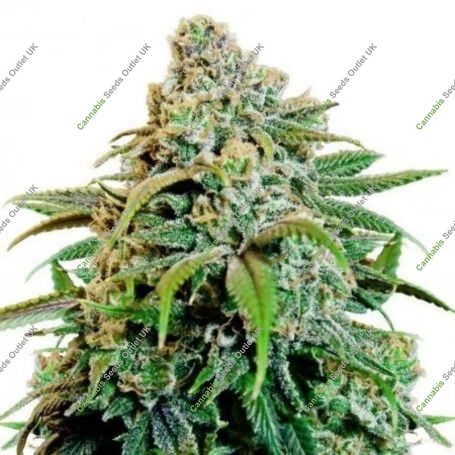 Tutti Deliciouz Regular Marijuana Strain by Pot Valley Seeds For Sale Online at Cannabis Seeds Outlet