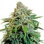 Tutti Deliciouz Regular Marijuana Strain by Pot Valley Seeds For Sale Online at Cannabis Seeds Outlet