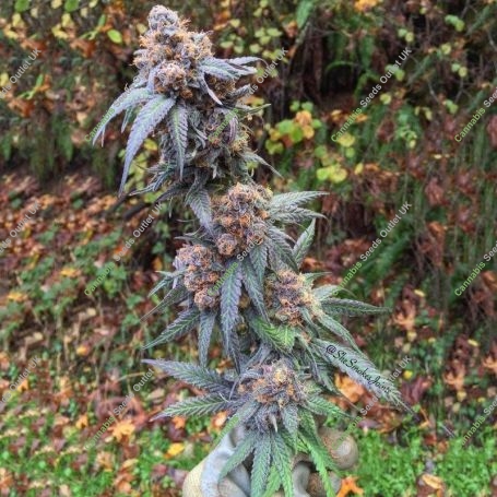 Night Lights Feminized Marijuana Strain by Pot Valley Seeds For Sale Online at Cannabis Seeds Outlet