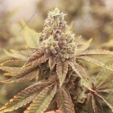 Strawberry Marshmallow Reverse Feminized Marijuana Strain by Pot Valley Seeds For Sale Online at Cannabis Seeds Outlet