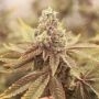 Strawberry Marshmallow Reverse Feminized Marijuana Strain by Pot Valley Seeds For Sale Online at Cannabis Seeds Outlet