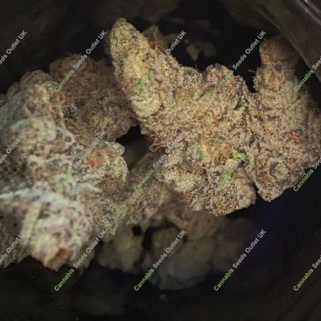 Twisted Lemon Ripple Regular Marijuana Strain by Pot Valley Seeds For Sale Online at Cannabis Seeds Outlet