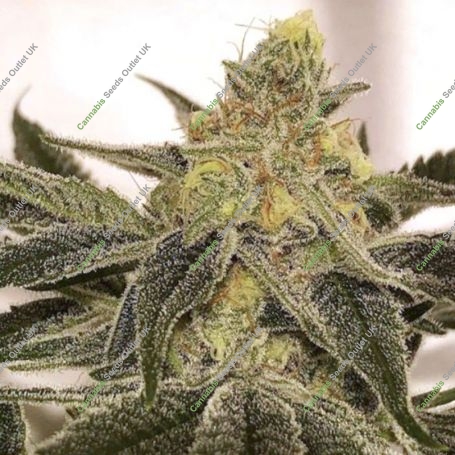 Ksmorz Regular Marijuana Strain by Prolific Coast Seeds For Sale Online at Cannabis Seeds Outlet