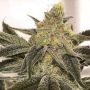 Ksmorz Regular Marijuana Strain by Prolific Coast Seeds For Sale Online at Cannabis Seeds Outlet