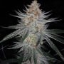 Prolific Coast Seeds Ksmorz Smoke Buds Weed Ganja Skunk Dope Pot Images Pics Nuggets