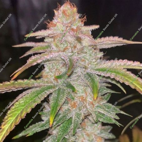 Cake Bomb Regular Marijuana Strain by Prolific Coast Seeds For Sale Online at Cannabis Seeds Outlet