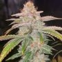 Cake Bomb Regular Marijuana Strain by Prolific Coast Seeds For Sale Online at Cannabis Seeds Outlet
