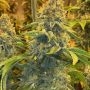 Prolific Coast Seeds Cake Bomb Smoke Buds Weed Ganja Skunk Dope Pot Images Pics Nuggets