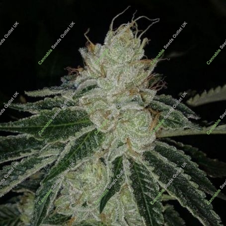 Meow Regular Marijuana Strain by Prolific Coast Seeds For Sale Online at Cannabis Seeds Outlet