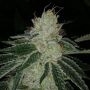 Meow Regular Marijuana Strain by Prolific Coast Seeds For Sale Online at Cannabis Seeds Outlet