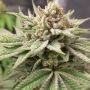 Prolific Coast Seeds Meow Smoke Buds Weed Ganja Skunk Dope Pot Images Pics Nuggets