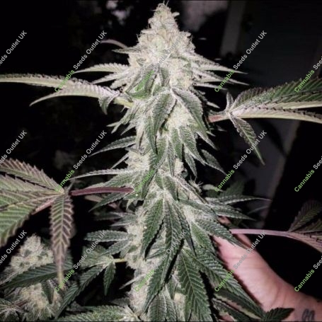 Honey Trees Regular Marijuana Strain by Prolific Coast Seeds For Sale Online at Cannabis Seeds Outlet