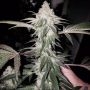 Honey Trees Regular Marijuana Strain by Prolific Coast Seeds For Sale Online at Cannabis Seeds Outlet
