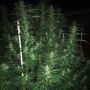 Prolific Coast Seeds Honey Trees Smoke Buds Weed Ganja Skunk Dope Pot Images Pics Nuggets