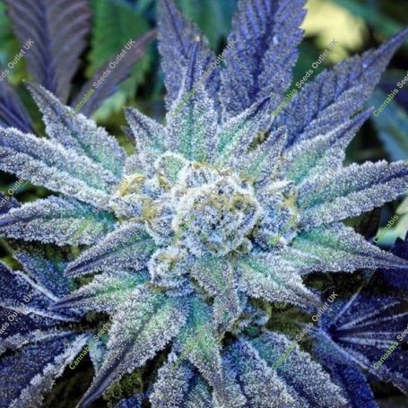 Night Terror OG Regular Marijuana Strain by Rare Dankness For Sale Online at Cannabis Seeds Outlet