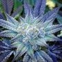 Night Terror OG Regular Marijuana Strain by Rare Dankness For Sale Online at Cannabis Seeds Outlet