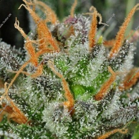 Karma Bitch Regular Marijuana Strain by Rare Dankness For Sale Online at Cannabis Seeds Outlet