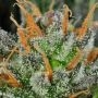Karma Bitch Regular Marijuana Strain by Rare Dankness For Sale Online at Cannabis Seeds Outlet