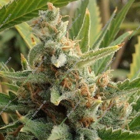 Tangerine Kush Regular Marijuana Strain by Rare Dankness For Sale Online at Cannabis Seeds Outlet