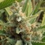 Tangerine Kush Regular Marijuana Strain by Rare Dankness For Sale Online at Cannabis Seeds Outlet