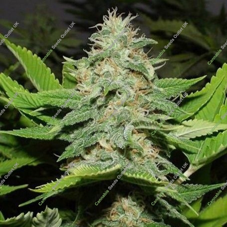 Walker Kush Regular Marijuana Strain by Rare Dankness For Sale Online at Cannabis Seeds Outlet