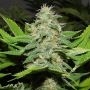 Walker Kush Regular Marijuana Strain by Rare Dankness For Sale Online at Cannabis Seeds Outlet