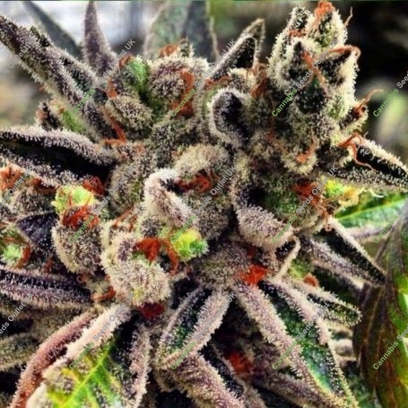 Scotts OG Regular Marijuana Strain by Rare Dankness For Sale Online at Cannabis Seeds Outlet