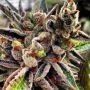 Scotts OG Regular Marijuana Strain by Rare Dankness For Sale Online at Cannabis Seeds Outlet