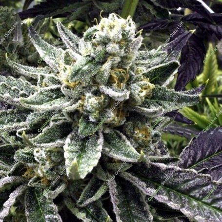 Commerce City Kush Regular Marijuana Strain by Rare Dankness For Sale Online at Cannabis Seeds Outlet