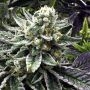 Commerce City Kush Regular Marijuana Strain by Rare Dankness For Sale Online at Cannabis Seeds Outlet