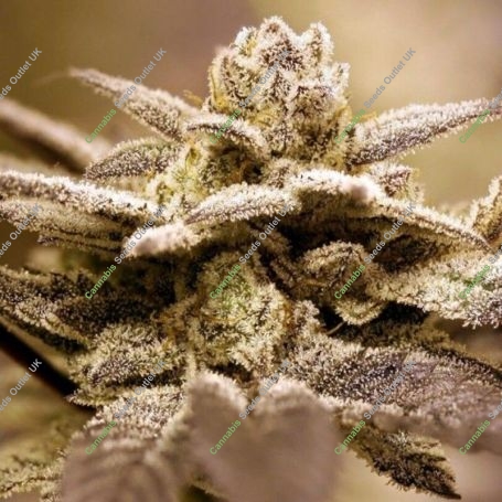 Dark Shadow Haze Regular Marijuana Strain by Rare Dankness For Sale Online at Cannabis Seeds Outlet