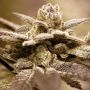 Dark Shadow Haze Regular Marijuana Strain by Rare Dankness For Sale Online at Cannabis Seeds Outlet