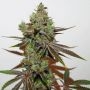 Rare Dankness Dark Shadow Haze Smoke Buds Weed Ganja Skunk Dope Pot Images Pics Nuggets