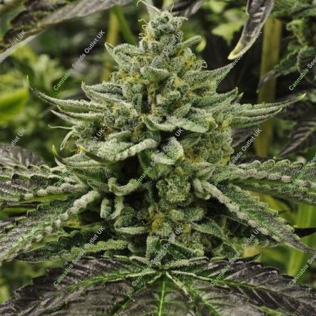 Longs Peak Blue Regular Marijuana Strain by Rare Dankness For Sale Online at Cannabis Seeds Outlet