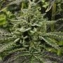 Longs Peak Blue Regular Marijuana Strain by Rare Dankness For Sale Online at Cannabis Seeds Outlet
