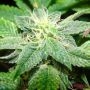Rug Burn OG Regular Marijuana Strain by Rare Dankness For Sale Online at Cannabis Seeds Outlet