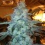 Rare Dankness Rug Burn OG Smoke Buds Weed Ganja Skunk Dope Pot Images Pics Nuggets