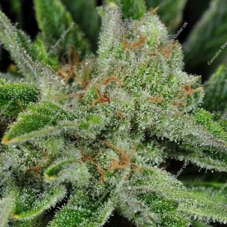 Ghost Train Haze 1 Regular Marijuana Strain by Rare Dankness For Sale Online at Cannabis Seeds Outlet