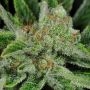 Ghost Train Haze 1 Regular Marijuana Strain by Rare Dankness For Sale Online at Cannabis Seeds Outlet