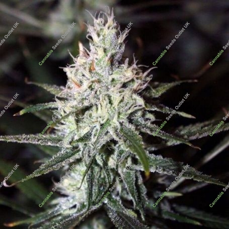 Moonshine Haze Regular Marijuana Strain by Rare Dankness For Sale Online at Cannabis Seeds Outlet