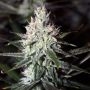 Moonshine Haze Regular Marijuana Strain by Rare Dankness For Sale Online at Cannabis Seeds Outlet