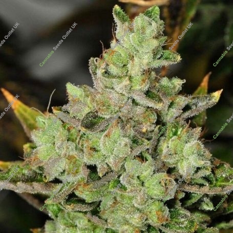Venom OG Regular Marijuana Strain by Rare Dankness For Sale Online at Cannabis Seeds Outlet