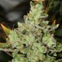 Venom OG Regular Marijuana Strain by Rare Dankness For Sale Online at Cannabis Seeds Outlet
