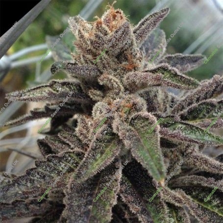 501st OG Regular Marijuana Strain by Rare Dankness For Sale Online at Cannabis Seeds Outlet