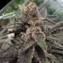 501st OG Regular Marijuana Strain by Rare Dankness For Sale Online at Cannabis Seeds Outlet